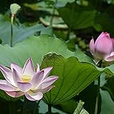  Las Flores Acuáticas Perennes Plantadas En Casa Florecen En El Estanque Del Patio Trasero Excelente Paisajismo Y Decoración Escénicos 10 Piezas Semilla Flor De Loto GLTING