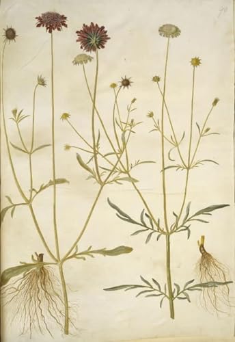 Affiche Scabiosa Atropurpurea par Hans Simon Holtzbecker Impression Toile Salon 60x90cm