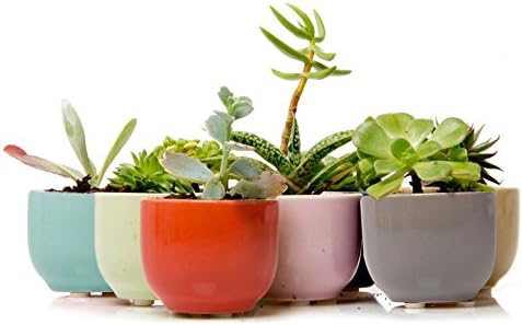 Chive - Succulent Cup, Small Round Ceramic Succulent and Cactus Planter for mini plants, Air Plant holder