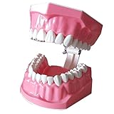 El modelo de dientes es perfecto para usar en casa y jardín de infantes.
