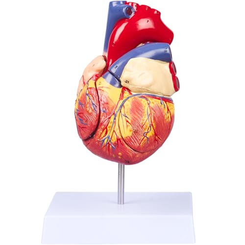 2x Enlarged 4-Part Heart Model with 49 Structures