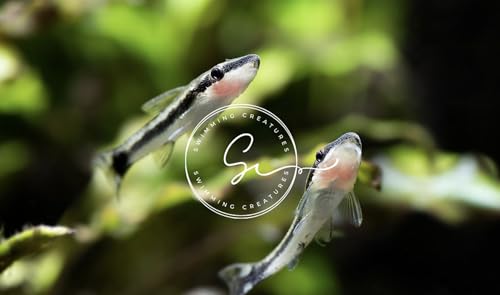 Swimming Creatures 3 Otocinclus Catfish (Otocinclus macrospilus) 2-3cm Freshwater Aquarium Catfish