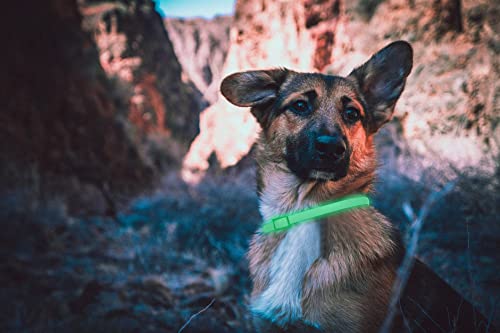 DEWEL Leuchtendes Zeckenhalsband für Hunde, Zeckenhalsband Leuchthalsband Hund Verstellbar Floh-und Zecken Prävention Halsbänder Wasserdicht Fluoreszierendes Flohhalsband gegen Ungeziefer, 63.5cm