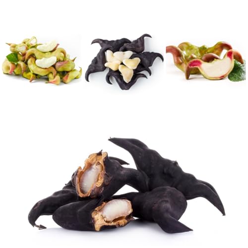 semillas de la castaña agua, acuáticas herbáceas semillas jardín jardín del balcón balcón invernadero regalos sostenibles 50pcs