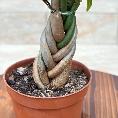 観葉植物 パキラ 編み」の人気商品一覧 | 安い商品を通販サイトから