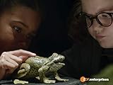  Die Froschhexe