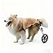 Dog Wheelchair for Hind Legs, Adjustable Large Breed Pet Mobility Cart, Lightweight Aircraft-Grade Aluminum, Height/Length/Width Adjustable, Shock-Absorbing Wheels(M)