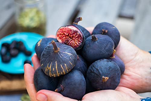 Black Mission Fig Tree - 3 Live Starter Plants - Ficus Carica - Edible Fruit Tree For The Patio And Garden #TOP4