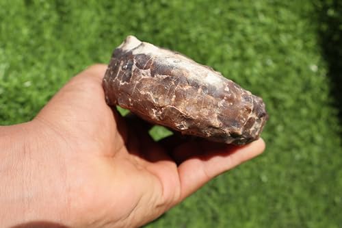 Image of Ammonite Mammites Nodosoides Ammonite Fossil Rare Ammonite Fossil Natural Fossil from Morocco A21