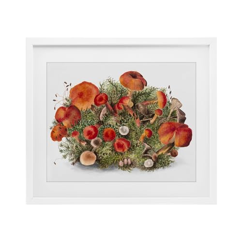 Affiche champignons Stupell Industries cadre blanc 33x40cm - 2