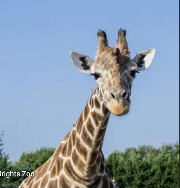 Livre de coloriage girafe adultes contre le stress du quotidien
