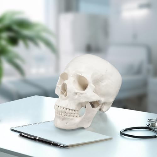 Human Skull Model, Life Size 3-Part Anatomical Model with Removable Skull Cap and Articulated Mandible for Medical Student Human Anatomy Study Course by Medarchitect - Image 3