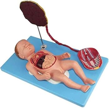Placenta Model Attached Fetal Umbilical Cord Blood Model