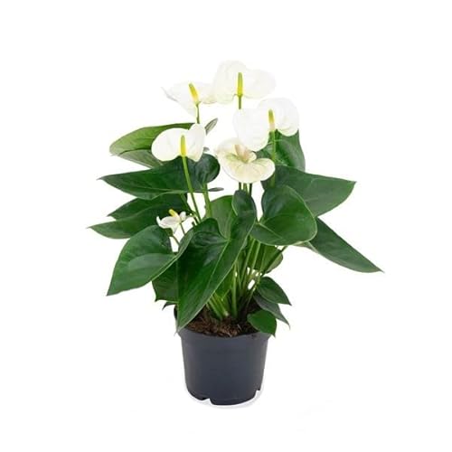 Planta de Interior Anthurium Blanco Planta Natural Anturio con Flores Blancas