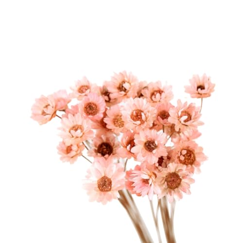IMUSINICE 30 Flores Secas Naturales Margaritas Preservadas para Decoración de Flores Secas Diseño Delicado y Aspecto Adorable para Mesa de Café o Alféizar