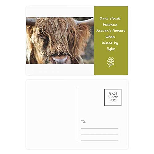 Jeu de cartes postales animaux sauvages Buffalo carte merci 20pcs