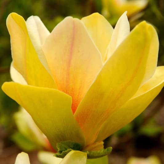 Magnolie Yellow River 2L Pflanze für Anfänger und professionelle Gärtner - Ideal für Kleingarten, Garten - Schöne Pflanze mit ungewöhnlichen Blüten - Genießen Sie jeden Tag ihre Farben