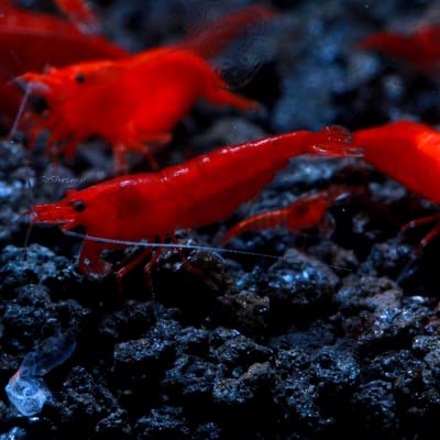 Bloody Mary Shrimp Group: Tropical Shrimp for Freshwater Aquariums
