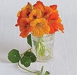 Flower Nasturtium Trailing Mix FBA-1221se (Multi) 50 Non-GMO, Heirloom Seeds