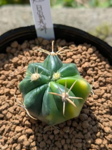 観葉植物 フェロカクタス」の人気商品一覧・価格比較 - 価格.com