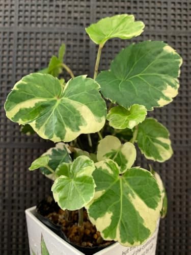 観葉植物 ポリシャス 鉢」の人気商品一覧 | 安い商品を通販サイトから