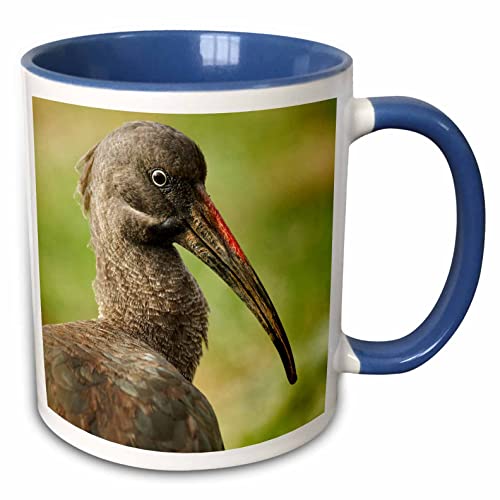 3dRose Hadada Ibis bird, Samburu National Reserve, Kenya - AF21 AJE0828 - Adam Jones 15oz Two-Tone Blue Mug