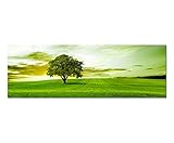 Brillante Farben Paul Sinus Art Panoramabild auf Leinwand und Keilrahmen 150x50cm Landschaft Wiese Baum Wolkenschleier