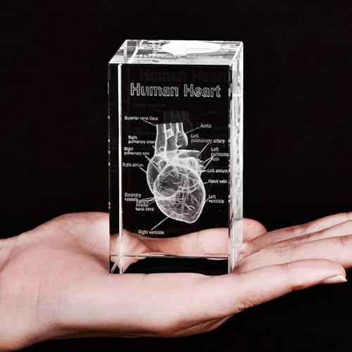 Anatomisches Kristallmodell-Set – Präzisionsgeätzte 3D-Darstellung von Herz, für Medizin & Design