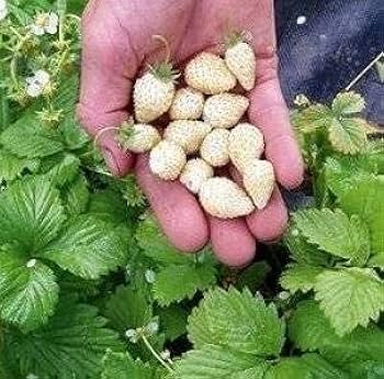 イチゴの種 Amazon.co.jp: 種子繁殖型イチゴ【 よつぼし 】9cmポット苗