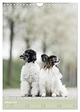 Flora Canidae - der Hunde-Blühpflanzen-Kalender (Wandkalender 2026 DIN A4 hoch), CALVENDO Monatskalender: Hunde und blühende Pflanzen streicheln die Seel, sie machen glücklich! (CALVENDO Tiere)