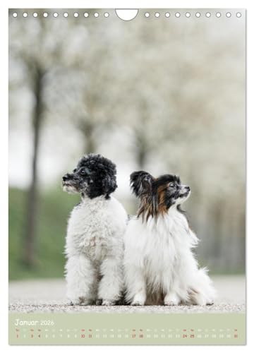 Flora Canidae - der Hunde-Blühpflanzen-Kalender (Wandkalender 2026 DIN A4 hoch), CALVENDO Monatskalender: Hunde und blühende Pflanzen streicheln die Seel, sie machen glücklich! (CALVENDO Tiere)
