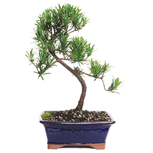 Brussel's Bonsai Dwarf Podocarpus Bonsai Tree Live - Medium, 5 year, 8 to 10 inches Tall - Indoor Bonsai Tree with Ceramic Bonsai Pot