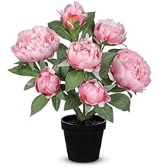 Pink - Peonies