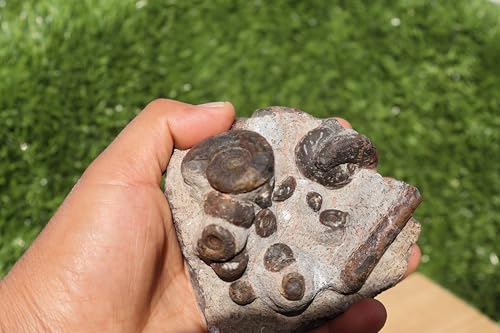 Image of Ammonite Fossil Natural Platyclymenia & Goniatites & Orthoceras Plate Fossil Devonian Fossil from Morocco A120