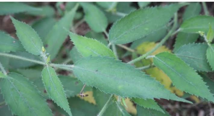 Stinging Nettle Medicinal Herb Garden Plants/Poonai Kanjon Plant - 1 No