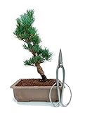bonsai pino piñonero Pinus Pentaphylla BONSAI DE PINO BLANCO JAPONES. PINUS PENTAPHYLLA