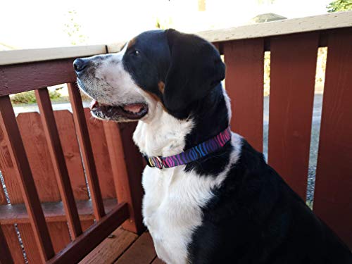 Buttonsmith Rainbow Zebra Dog Collar - Made In The Usa - Fadeproof Permanently Bonded Printing, Military Grade Rustproof Buckle, Choice Of 6 Sizes #TOP4