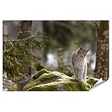 islandburner Prime Bild Poster Luchs Auf Moosigem Felsen Im 