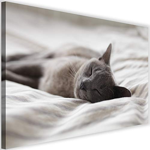 Tableau chat endormi gris 100x70 cm pour réchauffer un mur blanc vide