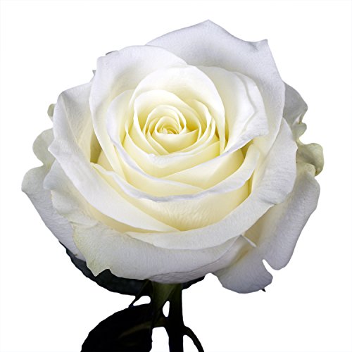 GlobalRose White Roses - 100 Fresh Cut - Lovely Natural Blooms - Thumbnail 2