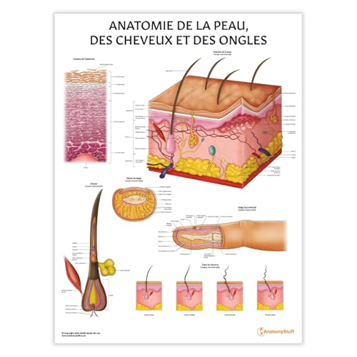 Anatomy Stuff Anatomie de la peau, des cheveux et des ongles - FRANÇAIS, 45 x 60 cm, 18 x 24 pouces, Diagramme Peau, Cheveux & Ongles