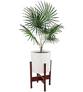 Creekview Home Emporium Mid Century Modern Plant Stand with Pot - 10 Inch Indoor Planter Bamboo P...