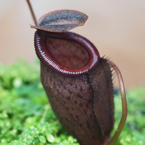 planta carnívora - semillas Nepenthes plantas resistentes en macetas plantas de jardín de rocas resistentes semillas carnívoras planta maceta para el jardín balcón suculentas techos 400pcs