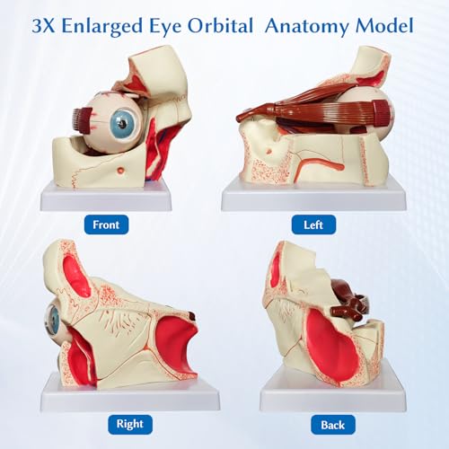 JNMFTD Human Eye Orbital Anatomy Model, 3X Enlarged 12 Parts Removable Eyeball Orbital Model Showing Optic Nerve Cornea Iris Lens and Vitreous Body with Product Manual for Medical Teaching Research - Thumbnail 4