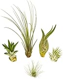 tillandsia usneoides entretien Pueden ser diferentes a las de la imagen.
