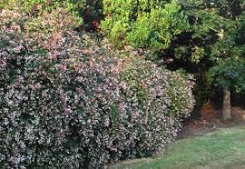 Edward Goucher Abelia Pink-Lavender Flowering Evergreen Shrub 4-5 ft tall