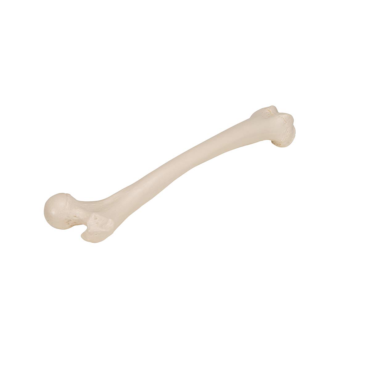 3B Scientific A35/1L, A35/1R Femore + software gratuito di anatomia - 3B Smart Anatomy