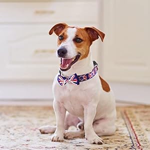 Collare per Cani con Supporto Airtag - Taglie: Piccolo, Medio, Grande (M, Bandiera)
 - immagine 3