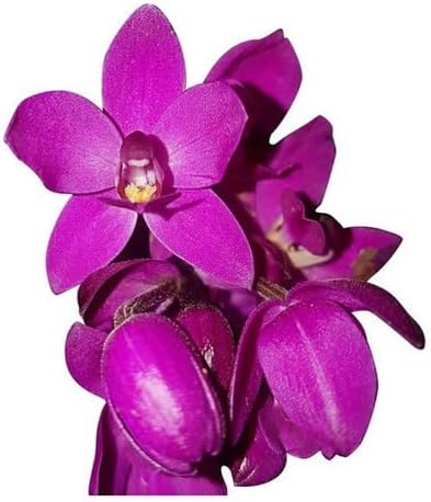 Orquídea Cheiro De Uva Grapete Spathoglottis Unguiculata