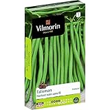Vilmorin - Graines de Haricot vert sans fil TALISMAN vilmorin